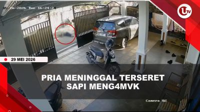 [VIDEO] Tr4gis, Pria Paruh Baya Meninggal Usai Terseret Sapi Hingga 50 Meter | U-NEWS