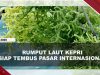 [VIDEO] Tembus Pasar Dunia, Pemprov Kepri Siap Ekspor Rumput Laut Ke China Dan India | U-NEWS