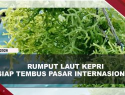 [VIDEO] Tembus Pasar Dunia, Pemprov Kepri Siap Ekspor Rumput Laut Ke China Dan India | U-NEWS