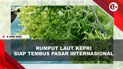 [VIDEO] Tembus Pasar Dunia, Pemprov Kepri Siap Ekspor Rumput Laut Ke China Dan India | U-NEWS
