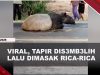 [VIDEO] Tapir Disembelih Dagingnya Dibagikan Ke Warga, 4 Pelaku Ditangkap | U-NEWS