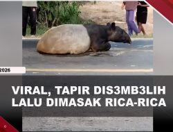 [VIDEO] Tapir Disembelih Dagingnya Dibagikan Ke Warga, 4 Pelaku Ditangkap | U-NEWS