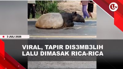 [VIDEO] Tapir Disembelih Dagingnya Dibagikan Ke Warga, 4 Pelaku Ditangkap | U-NEWS