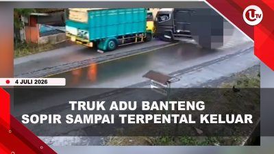 [VIDEO] Horor, Truk Adu Banteng Hingga Sopir Terpental Masuk Saluran Air | U-NEWS