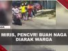 [VIDEO] Curi 151 Kg Buah Naga, Pria di Banyuwangi Diarak Warga Ke Polsek | U-NEWS