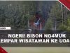[VIDEO] Bison M#ngamuk Lempar Wisatawan Ke Udara Hingga Ketinggian 2,5 Meter | U-NEWS