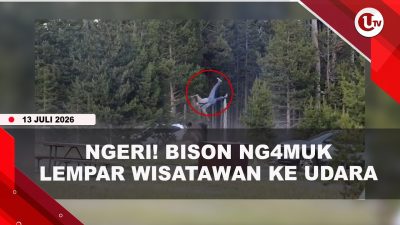 [VIDEO] Bison M#ngamuk Lempar Wisatawan Ke Udara Hingga Ketinggian 2,5 Meter | U-NEWS
