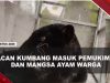 [VIDEO] Warga Batang Geger, Macan Kumbang Masuk Pemukiman Hingga Mangsa 7 Ayam | U-NEWS