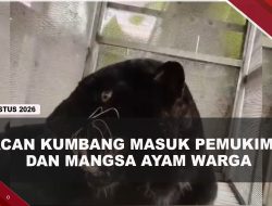 [VIDEO] Warga Batang Geger, Macan Kumbang Masuk Pemukiman Hingga Mangsa 7 Ayam | U-NEWS