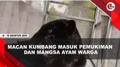 [VIDEO] Warga Batang Geger, Macan Kumbang Masuk Pemukiman Hingga Mangsa 7 Ayam | U-NEWS