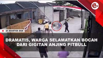 [VIDEO] Kronologi Bocah 9 Tahun Digigit Anjing Pitbull, Korban Alami Luka Berat di Kepala | U-NEWS