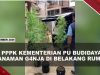 [VIDEO] PPPK Kementerian PU Tanam 8 Pohon Ganja Di Belakang Rumah
