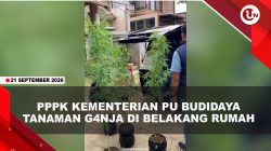 [VIDEO] PPPK Kementerian PU Tanam 8 Pohon Ganja Di Belakang Rumah
