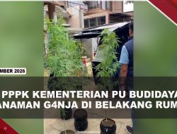 [VIDEO] PPPK Kementerian PU Tanam 8 Pohon Ganja Di Belakang Rumah