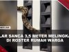 [VIDEO] Warga Kaget, Ular Sanca 3,5 Meter Melingkar Di Dinding Roster Rumah | U-NEWS