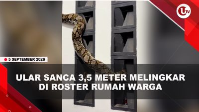 [VIDEO] Warga Kaget, Ular Sanca 3,5 Meter Melingkar Di Dinding Roster Rumah | U-NEWS
