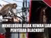 [VIDEO] Menelusuri Jejak Hewan Liar Biang Kerok Blackout di Batam Dan Pulau Bintan | U-NEWS