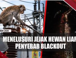 [VIDEO] Menelusuri Jejak Hewan Liar Biang Kerok Blackout di Batam Dan Pulau Bintan | U-NEWS
