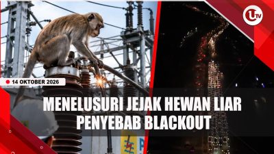 [VIDEO] Menelusuri Jejak Hewan Liar Biang Kerok Blackout di Batam Dan Pulau Bintan | U-NEWS