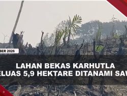 [VIDEO] Lahan Bekas Karhutla di Dharmasraya Ditanami Sawit, Polisi Buru Pelaku | U-NEWS