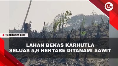 [VIDEO] Lahan Bekas Karhutla di Dharmasraya Ditanami Sawit, Polisi Buru Pelaku | U-NEWS