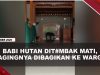 [VIDEO] Babi Hutan Masuk Masjid Dit#mbak M#ti, Dagingnya Dibagikan Ke Warga | U-NEWS