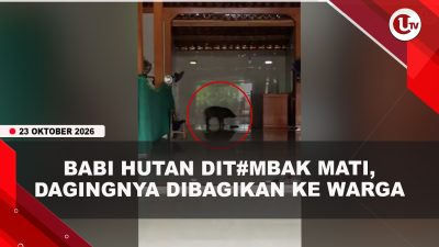 [VIDEO] Babi Hutan Masuk Masjid Dit#mbak M#ti, Dagingnya Dibagikan Ke Warga | U-NEWS