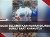 [VIDEO] Terancam Punah, Hewan Surili Berhasil Diselamatkan Usai Terjebak Karhutla | U-NEWS
