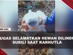 [VIDEO] Terancam Punah, Hewan Surili Berhasil Diselamatkan Usai Terjebak Karhutla | U-NEWS