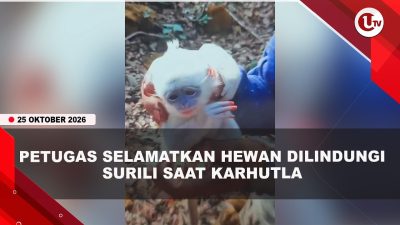 [VIDEO] Terancam Punah, Hewan Surili Berhasil Diselamatkan Usai Terjebak Karhutla | U-NEWS
