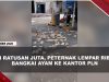 [VIDEO] 7 Ribu Ayam Mati Akibat Pemadaman Bergilir, Peternak Lempar Bangkai Ke Kantor PLN | U-NEWS